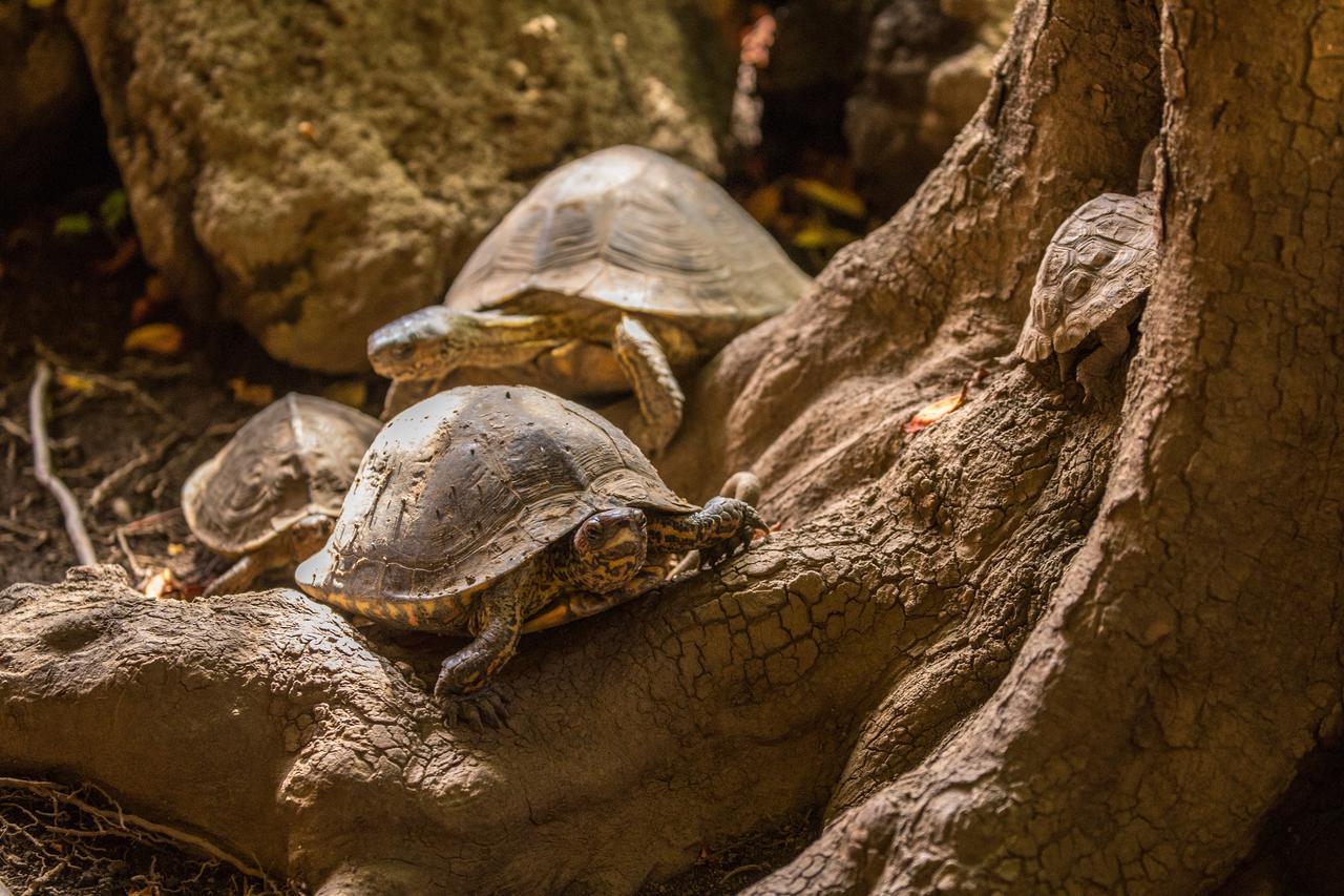 Hostal La Tortuga Booluda León Zewnętrze zdjęcie