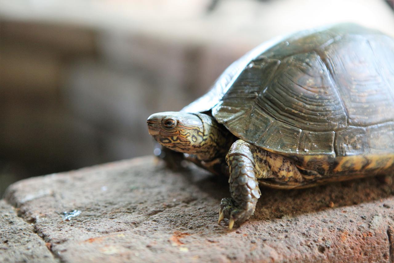 Hostal La Tortuga Booluda León Zewnętrze zdjęcie